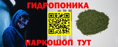 шишки Дубна
